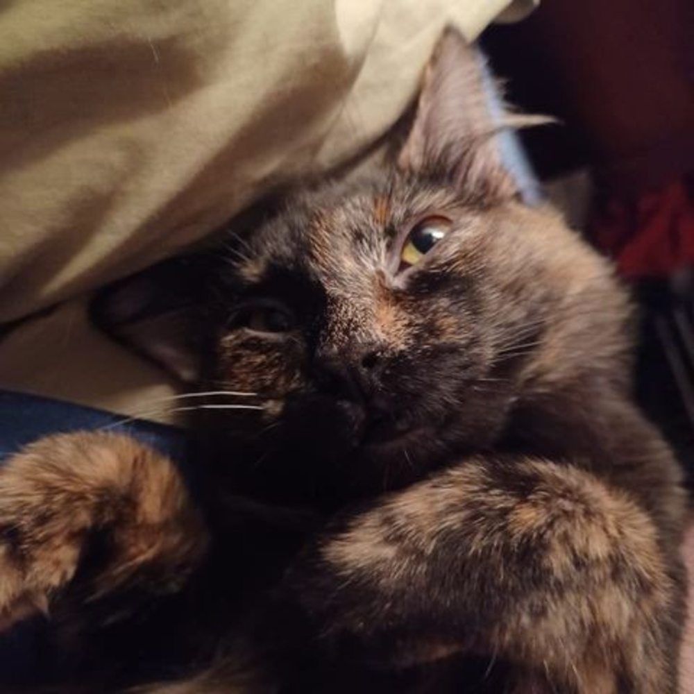 Meet your Posher, Emma